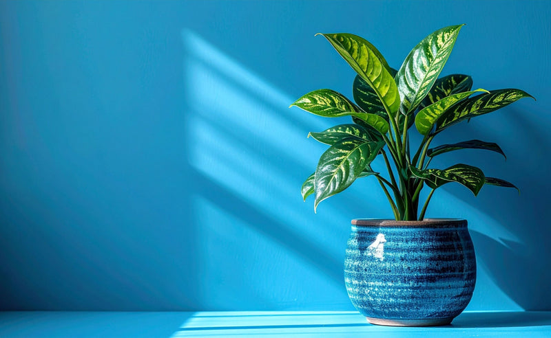 cache pot par couleur