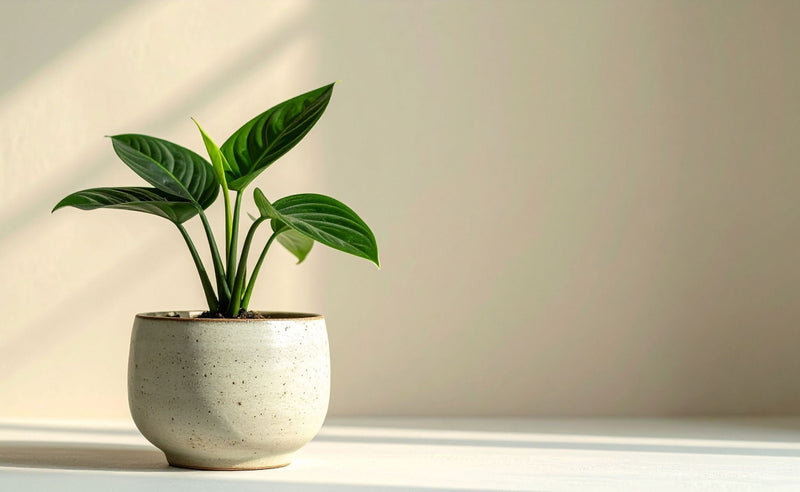 cache pot par taille