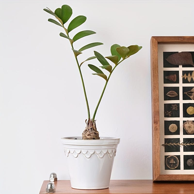 cache pot ceramique vintage Blanc