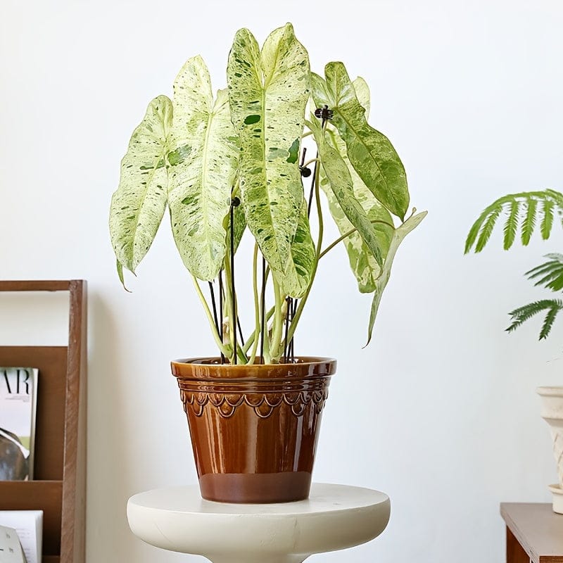 cache pot ceramique vintage Brun