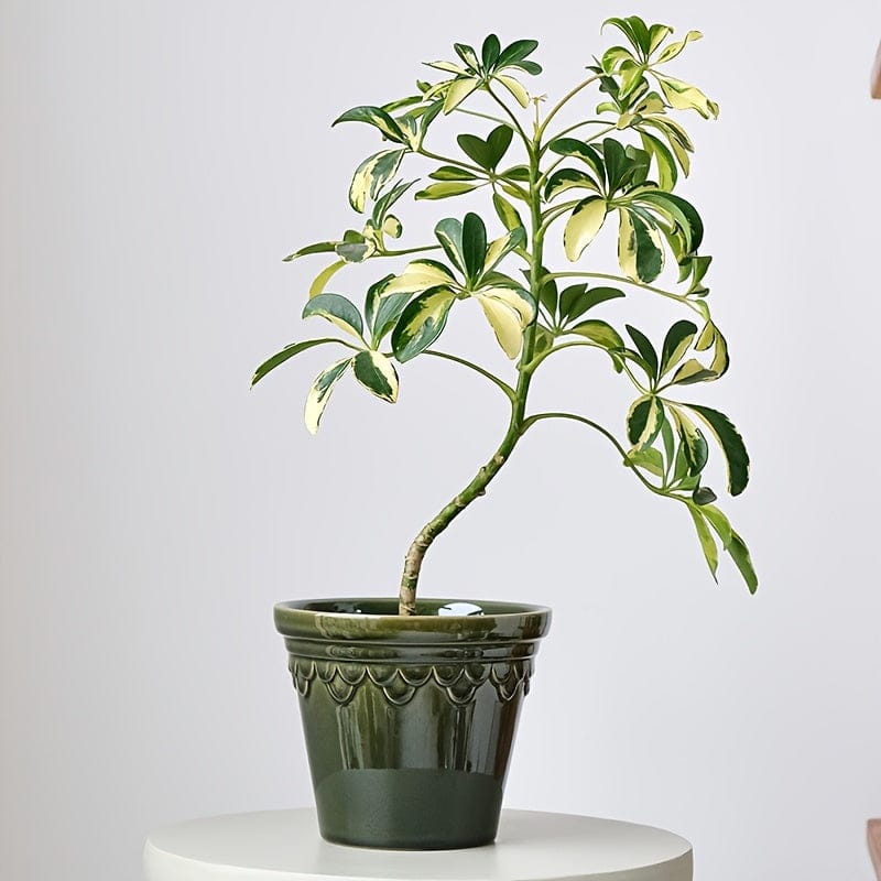 cache pot ceramique vintage Vert