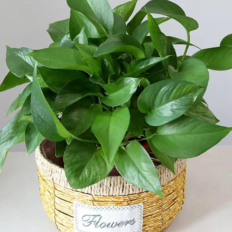 cache pot en osier créatif