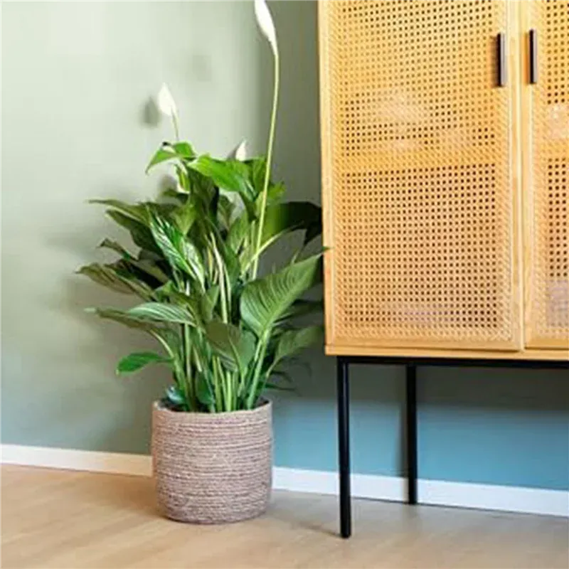 Cache pot en osier interieur