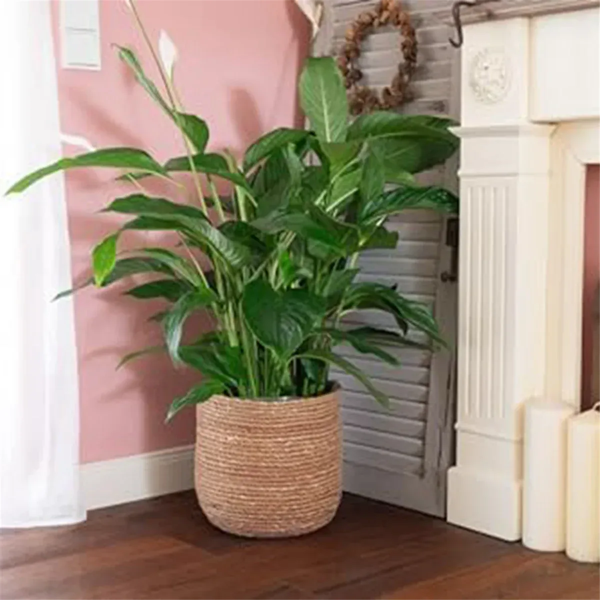 Cache pot en osier interieur