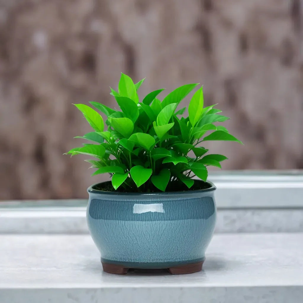 cache pot en terre cuite émaillée