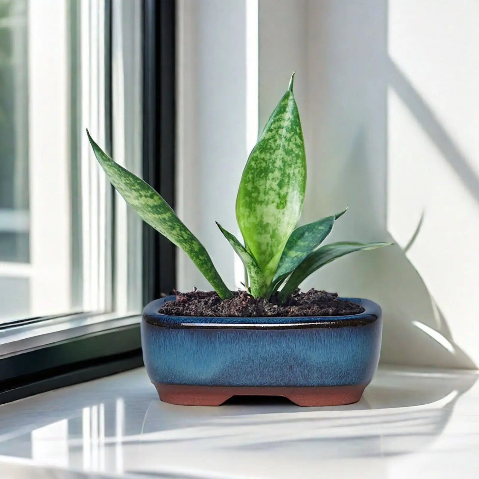 Petite jardiniere bonsai