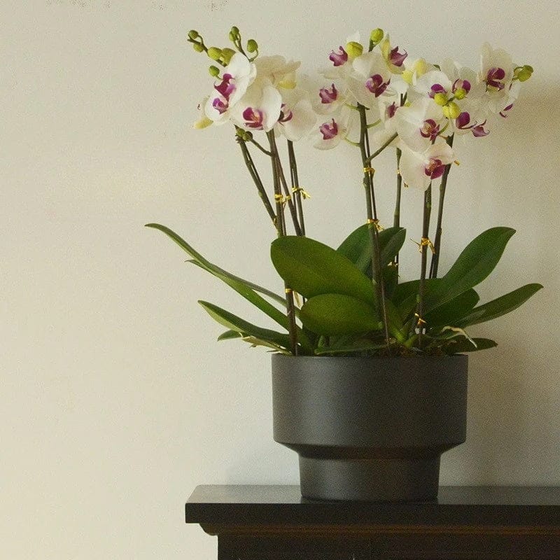 Pot en plastique pour orchidée