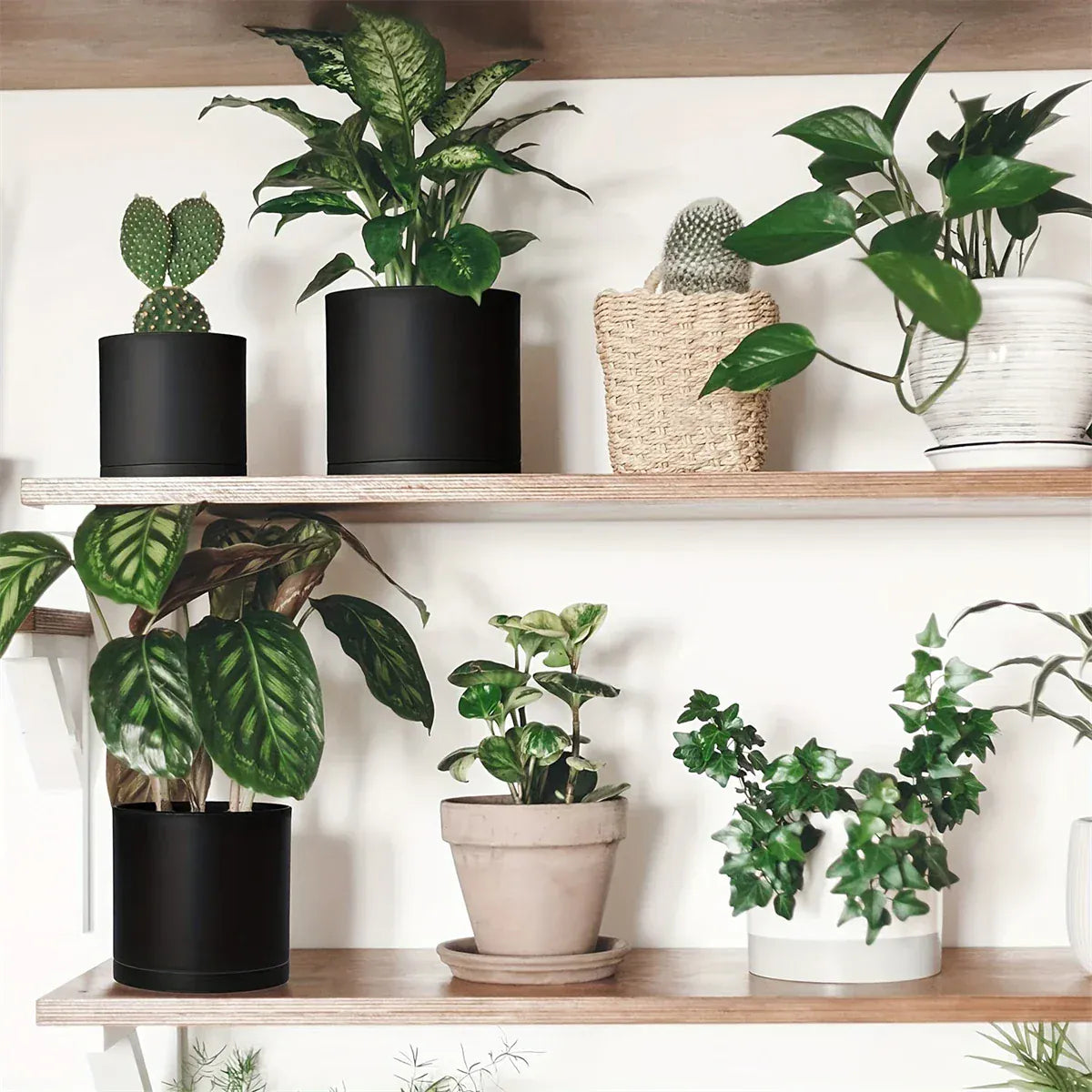 Pot plastique noir plante Les 3 cache-pots