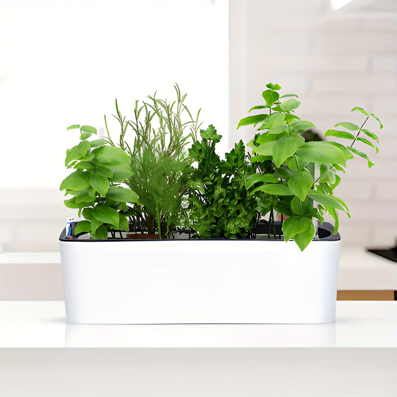pot plastique plante rectangulaire